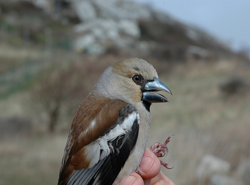 Hawfinch, Sundre 20060502